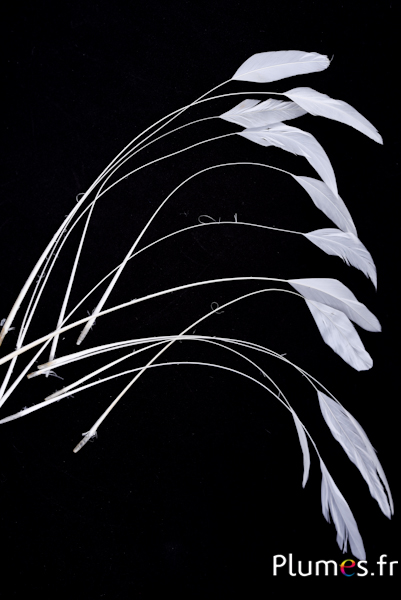 Coquetip - 20-25 cm - blanc